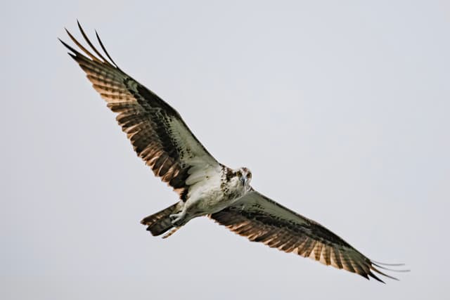 Osprey in Flight