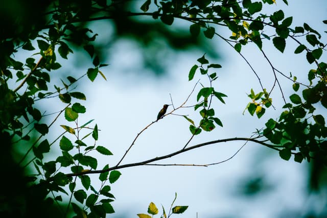 Hummingbird Silhouette