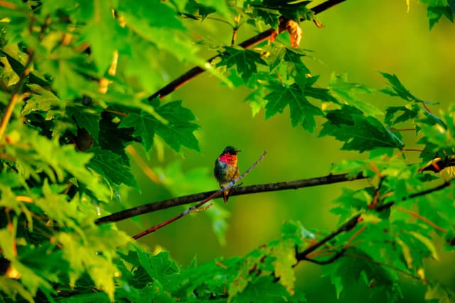 Ruby Throated Hummingbird in Green Foliage