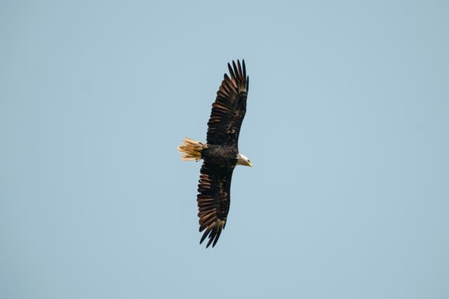 Saturday, August 2, 2025: This majestic bald eagle, with its distinctive white head and tail, in mid-flight against a clear blue sky, showcasing its long wingspan.