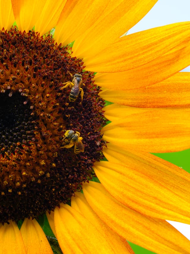 Closeup of some bees woring their way around a sunflower in our garden.