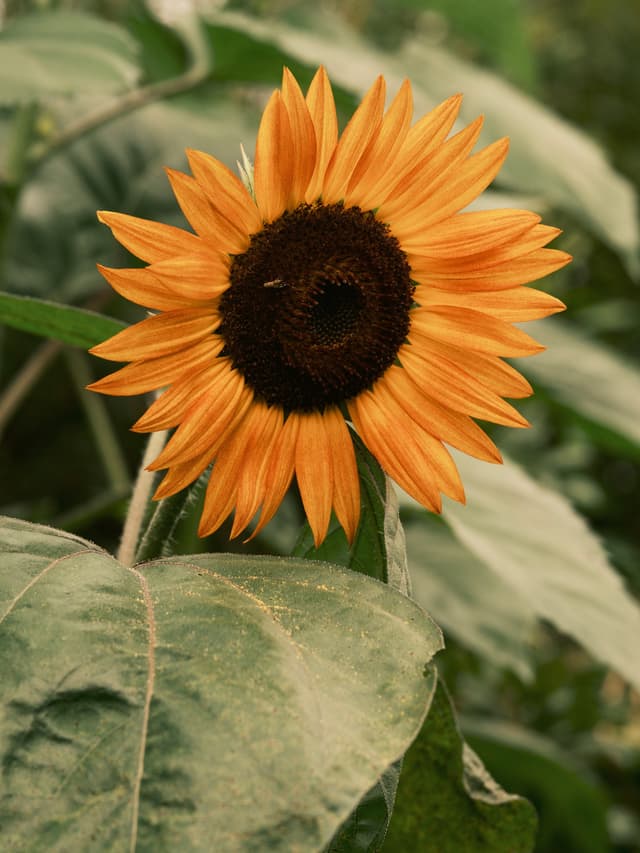 Saturday, August 16, 2025: I made a portrait of a sunflower in our garden on an overcast morning. Victoria planted a little grove of them as as seeds in late spring and they have finally blomed this week.