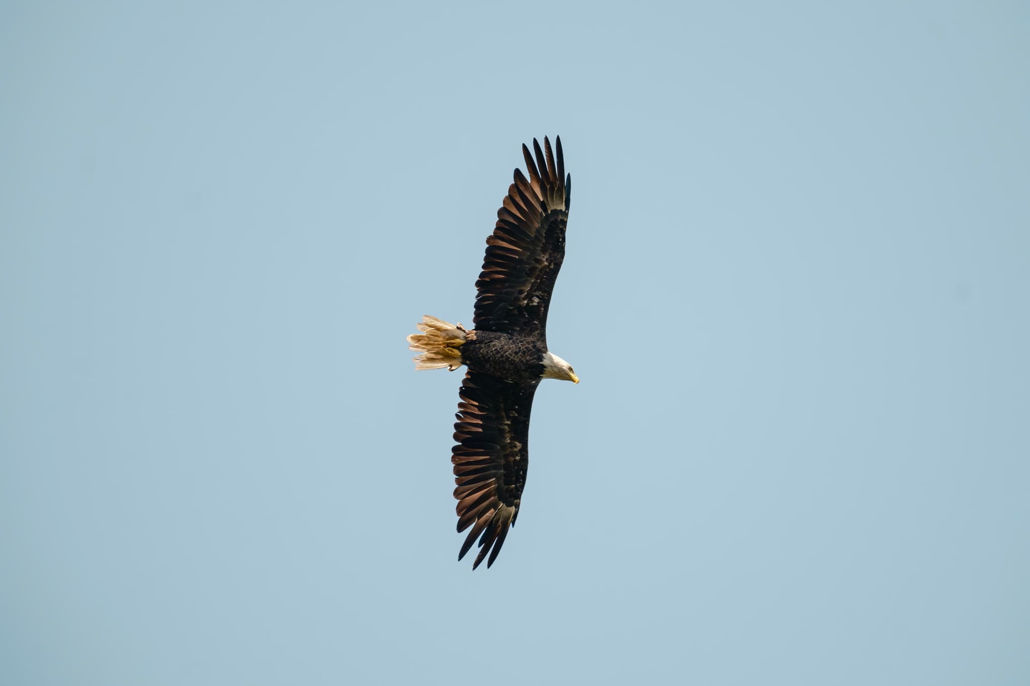 Saturday, August 2, 2025: This majestic bald eagle, with its distinctive white head and tail, in mid-flight against a clear blue sky, showcasing its long wingspan.