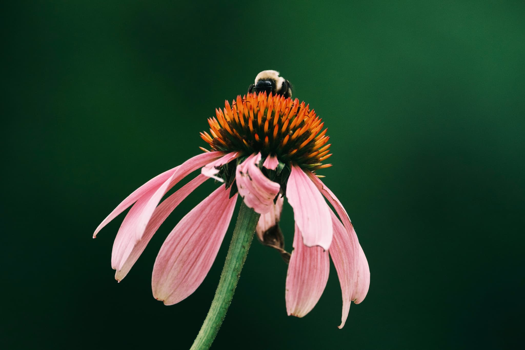 closeup of a bumblebee pollenating a pink coneflower in our garden.